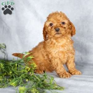 Jaydon, Miniature Poodle Puppy